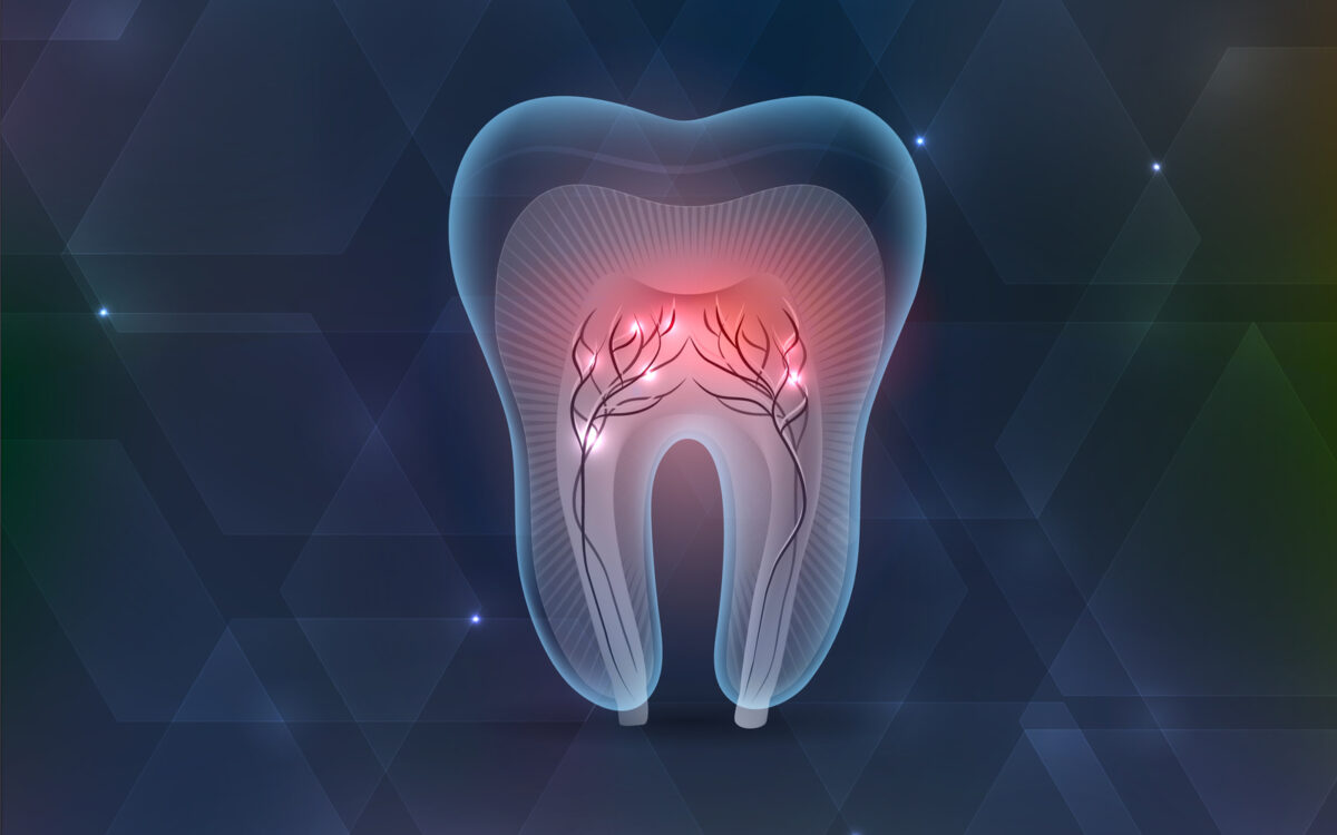 Vector image of tooth interior